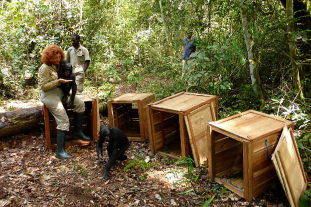 Le retour à la vie sauvage
