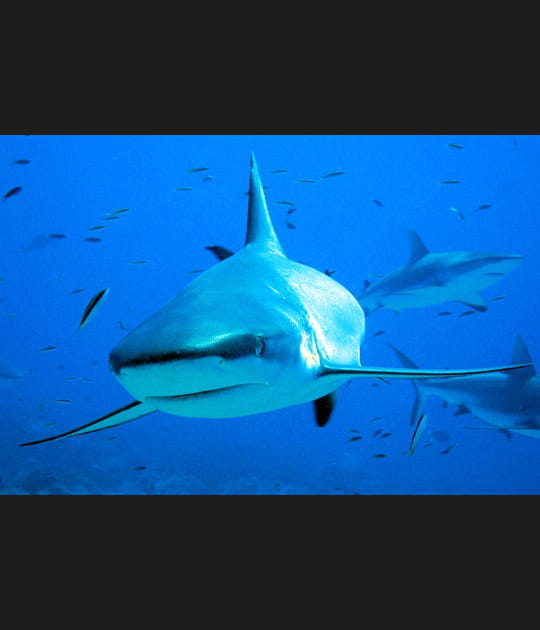 Requin gris