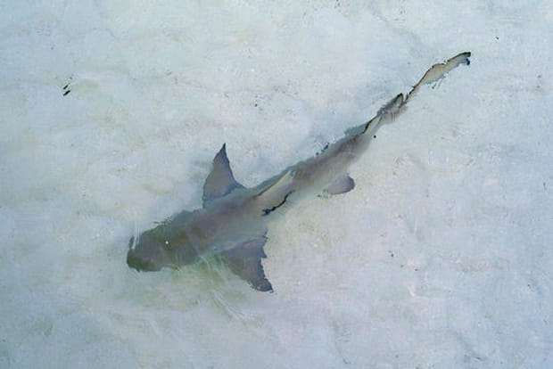 Les requins attendent