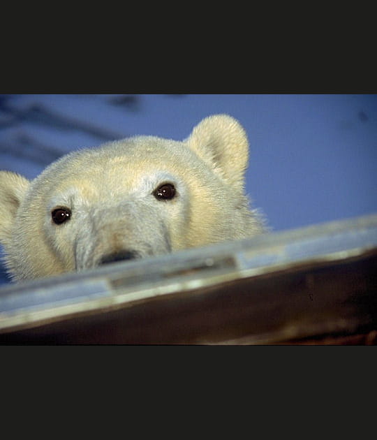 Un ourson espi&egrave;gle