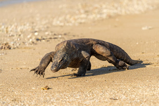 Il est possible d'observer le fameux varan de Komodo : guide obligatoire !