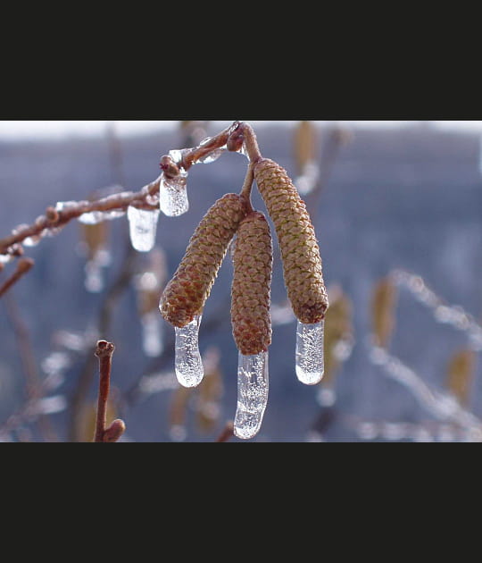 Trois petits chatons dans le froid