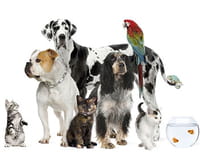 Les animaux de la 8 : Copains comme lapins