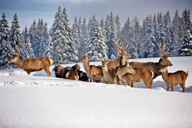 Un Noël nature dans le Haut Doubs