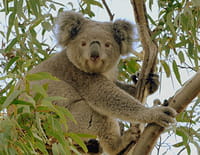 La vie secrète du koala : Une vie dans les arbres