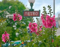 Les secrets des fleurs sauvages : La conquête des villes