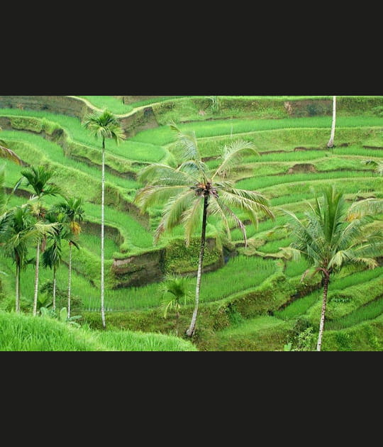Paysage culturel de la province de&nbsp;Bali&nbsp;en&nbsp;Indon&eacute;sie