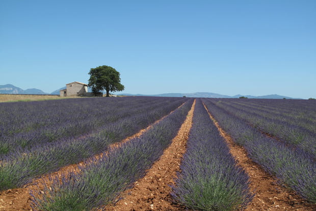 Le plateau de Valensole