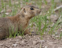 La dynastie des chiens de prairie : Guerre de territoire