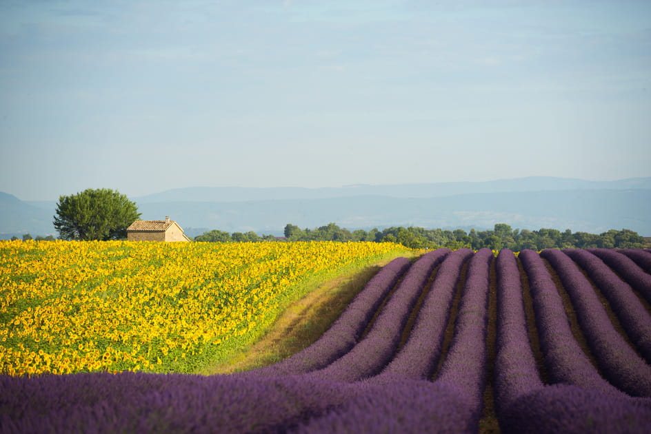 Petit crochet en Provence, terre de lavande