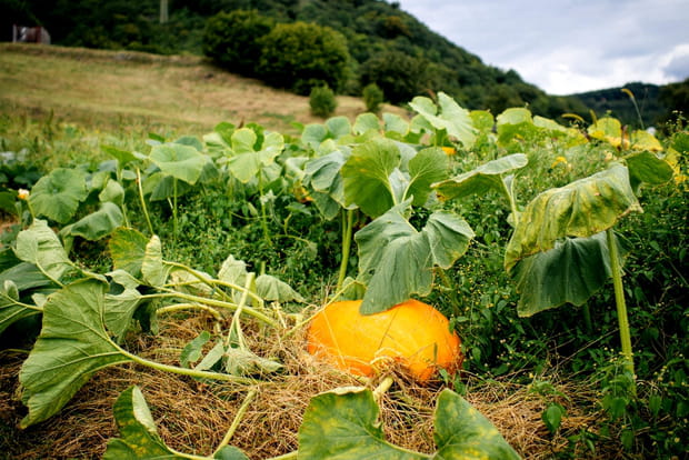 L'arrivée des citrouilles