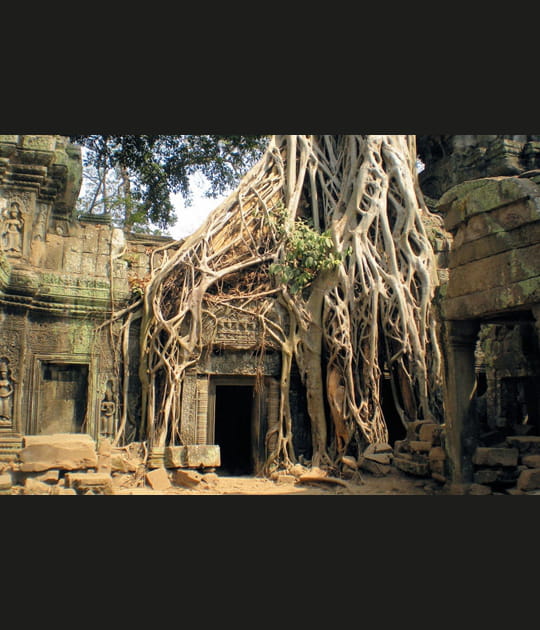 Une cit&eacute; dans la jungle