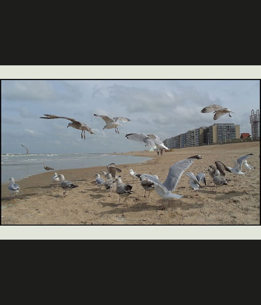 Les mouettes