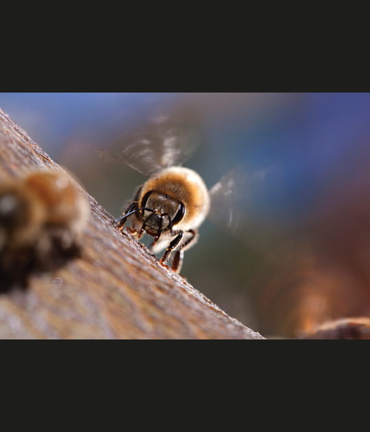 Des abeilles californiennes travailleuses