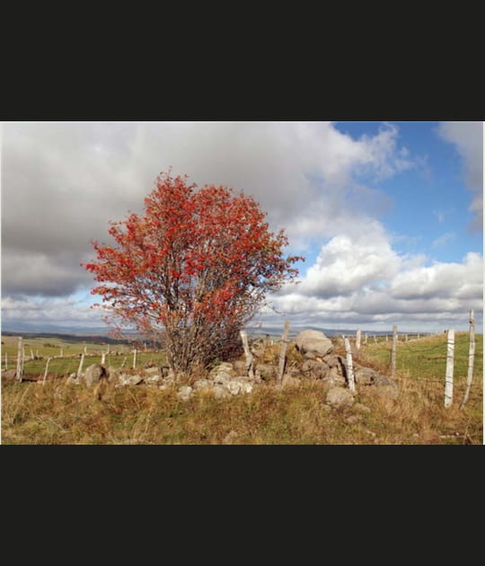 Plateau du Limon, Cantal