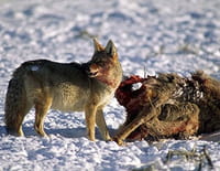 La vallée des loups
