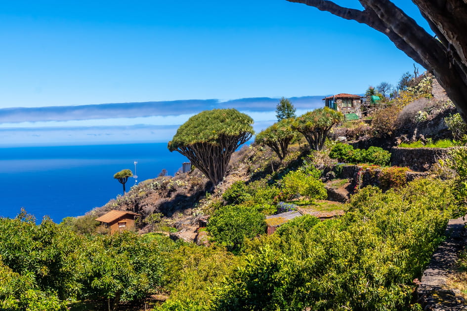 Route des Dragonniers des Canaries