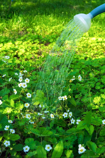 Voici les petits gestes &agrave; adopter au jardin pour faire des &eacute;conomies d'eau