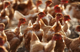 Grippe aviaire: la d&eacute;tresse des &eacute;leveurs vend&eacute;ens face au &quot;d&eacute;sastre&quot;