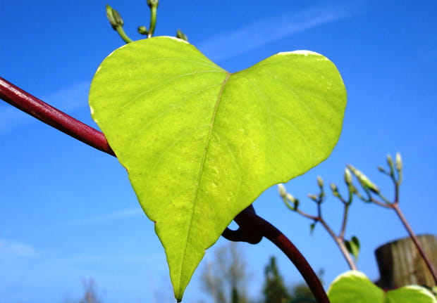 Feuille de l'amour