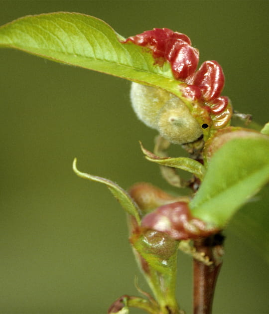 La cloque, qui condamne vos arbres fruitiers