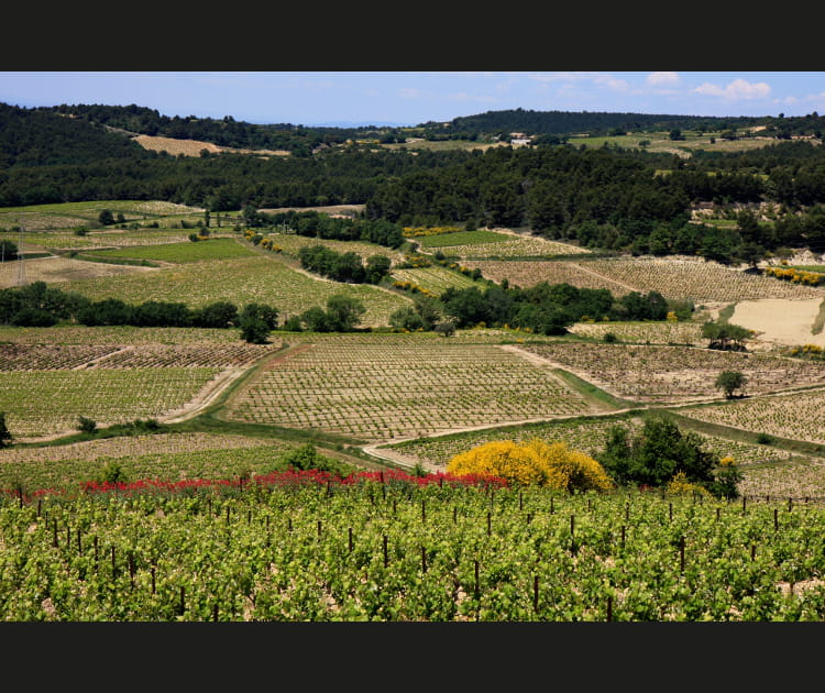 Rasteau, c&ocirc;t&eacute; vignes
