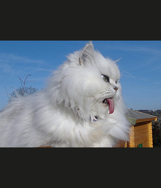 Snowbell