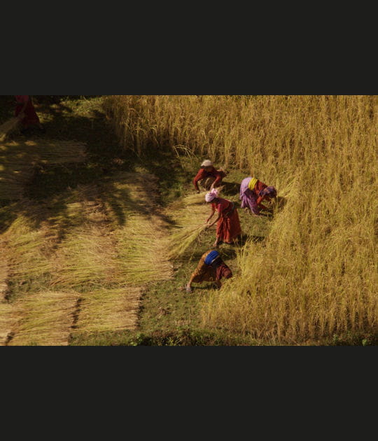 R&eacute;colte de bl&eacute; dans la vall&eacute;e du Dad&egrave;s, Maroc