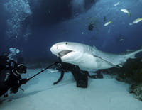 Blue World : Mysterious Nocturnal Creatures / Famous Shipwreck (Bermuda)
