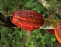 Costa Rica, l'harmonie des sens