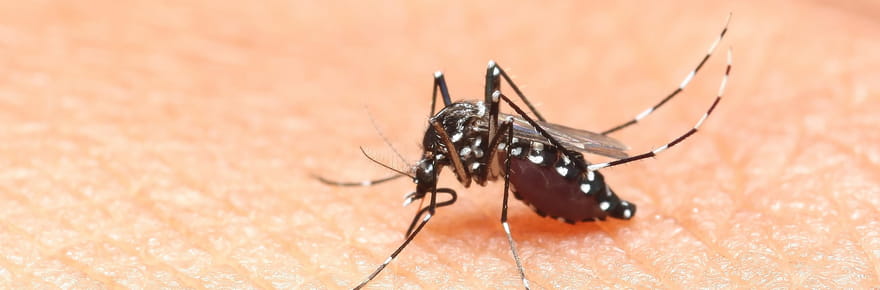 Chikungunya&nbsp;: presque 400&nbsp;cas autochtones en m&eacute;tropole, l'&eacute;pid&eacute;mie n'est pas finie