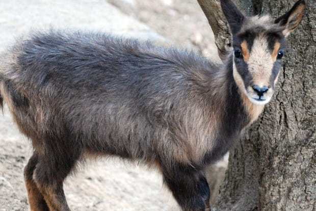 L’isard des Pyrénées