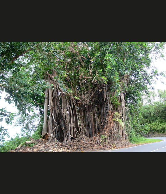 Un arbre g&eacute;ant