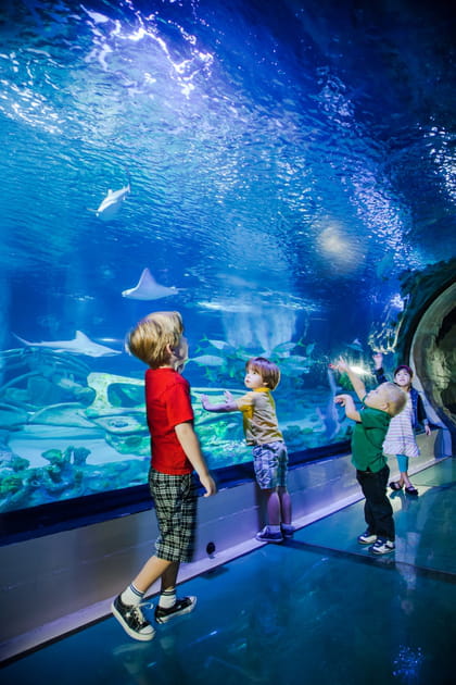 L'Aquarium Sea Life Val d'Europe &agrave; Marne-la-Vall&eacute;e
