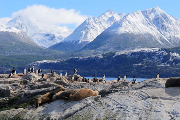 Lions et cormorans en Terre de Feu