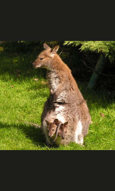 Des wallabies jumeaux