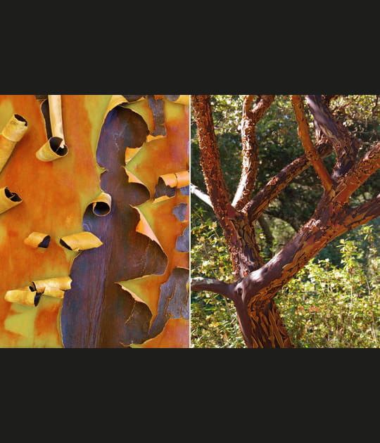 La manzanita de San Luis Obispo