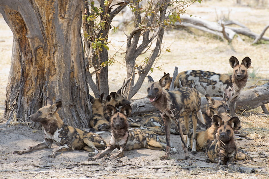 Les lycaons, chiens sauvages carnivores