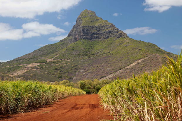 Pic et champs de canne à sucre