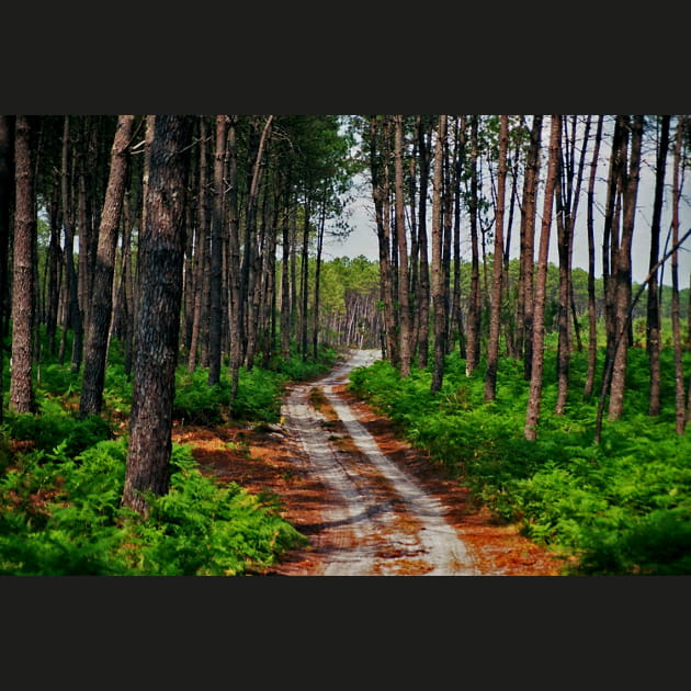 La for&ecirc;t des Landes