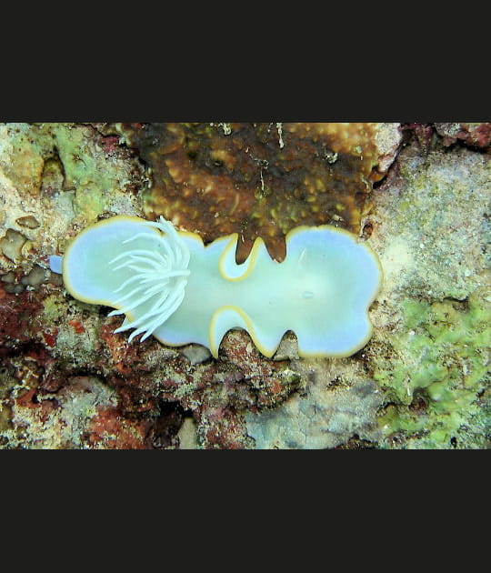 L'ardeadoris egretta