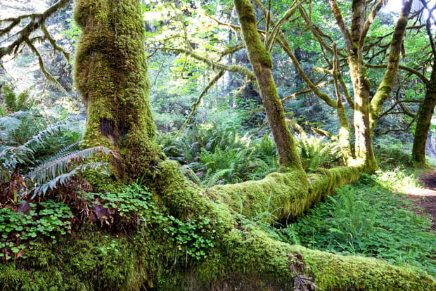 Olympic national park dans l'Etat de Washington