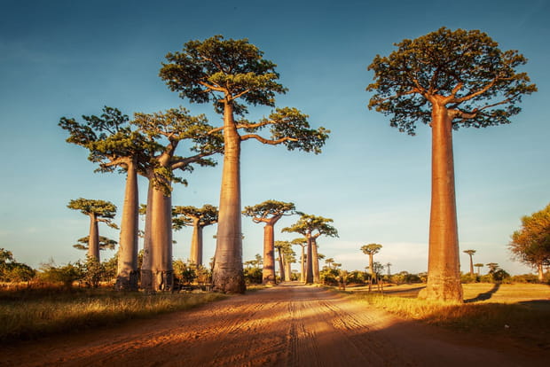 L'allée des baobabs