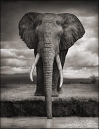 elephant drinking petit