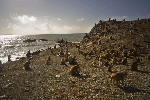 Ces destinations sont littéralement envahies par les animaux : Cayo Santiago à Porto Rico