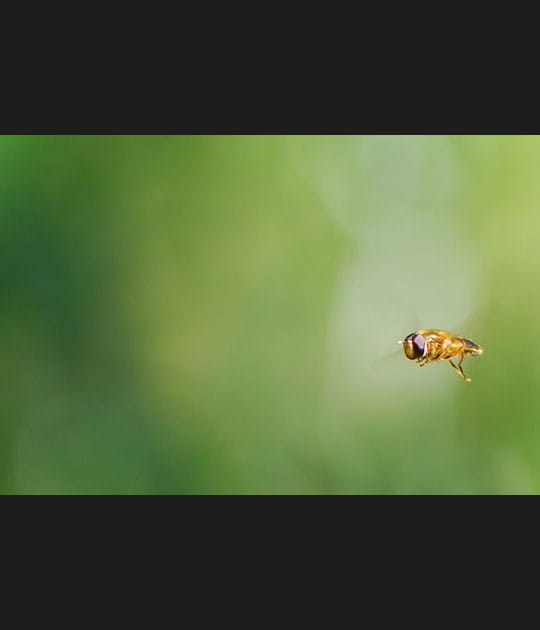La gr&acirc;ce de la mouche