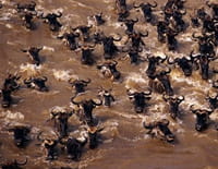 Great Migrations : Avancer pour vivre
