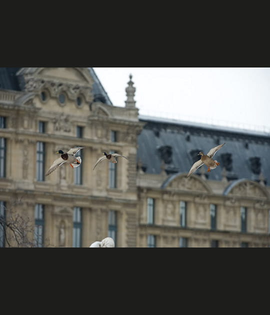 Des canards &agrave; l'aise dans la ville