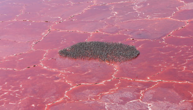 Ce lac rose est une merveille de la nature, d'où lui vient ce coloris ?