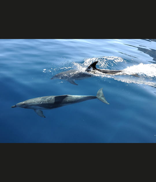 Dauphins